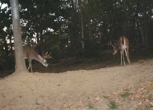 9 point and 8 point bucks